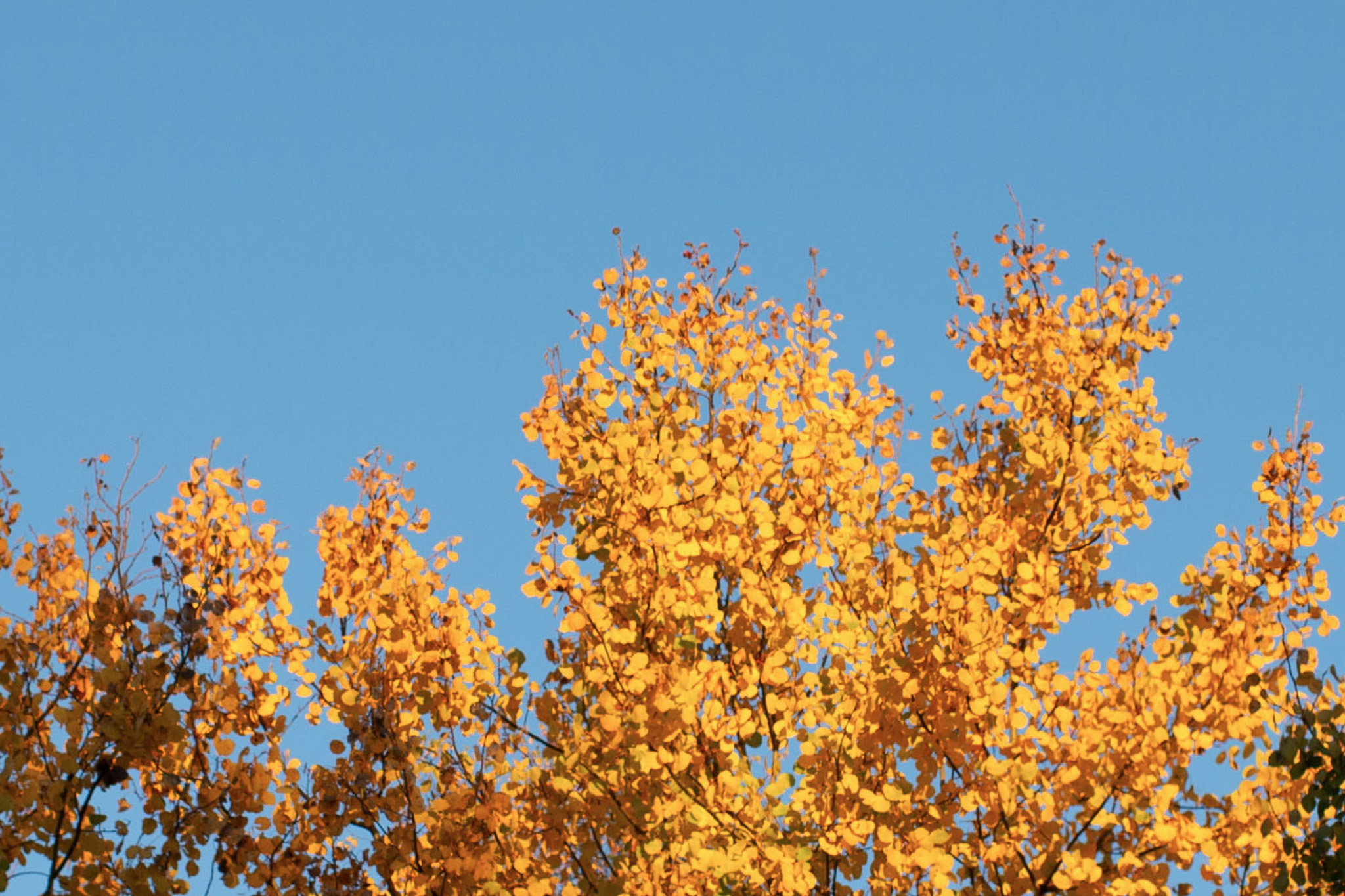 Ett sammanhängande ekosystem