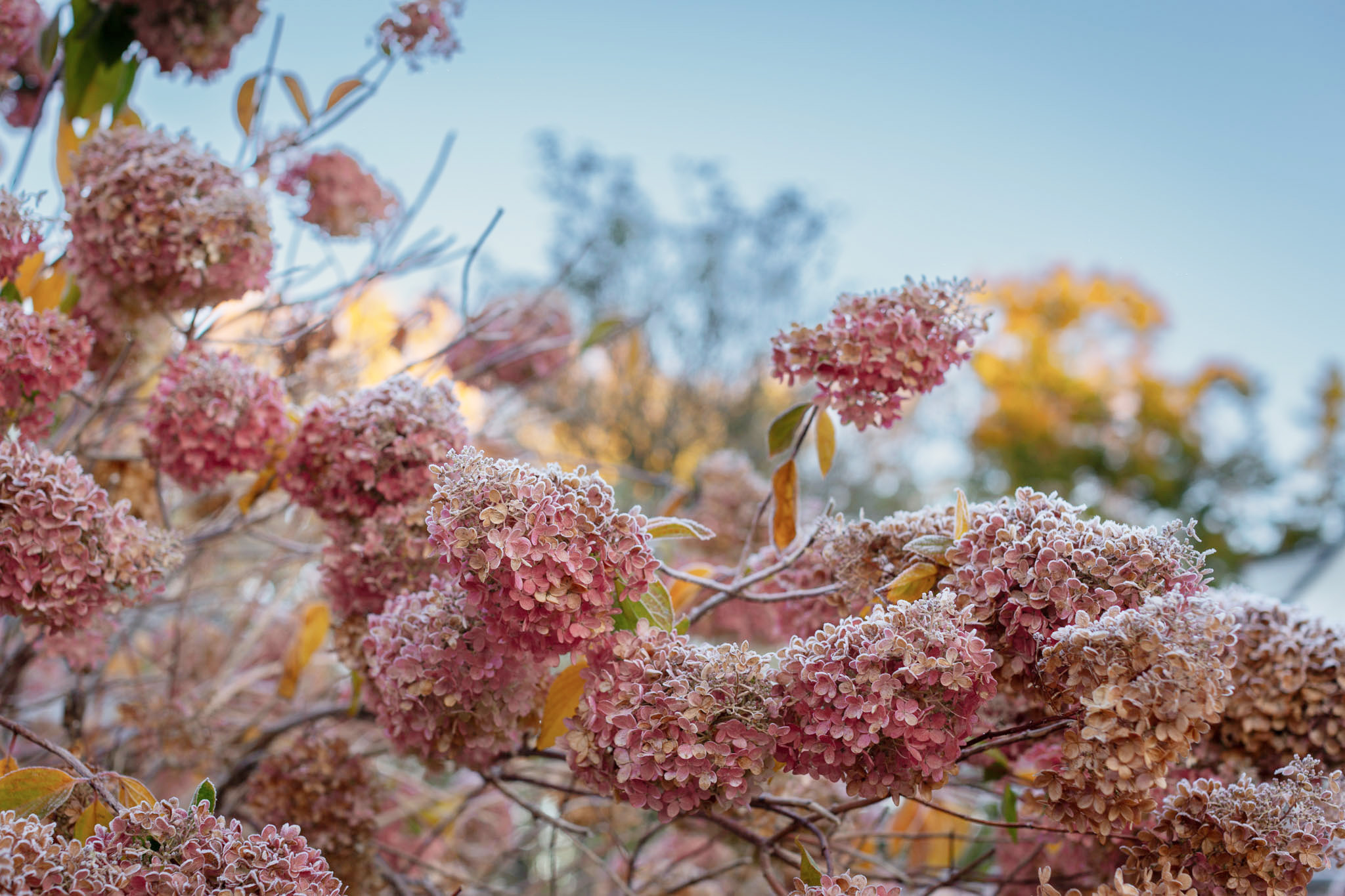 Min resa och visionen bakom Liisas Underland